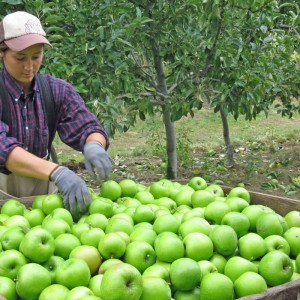 fruit picking