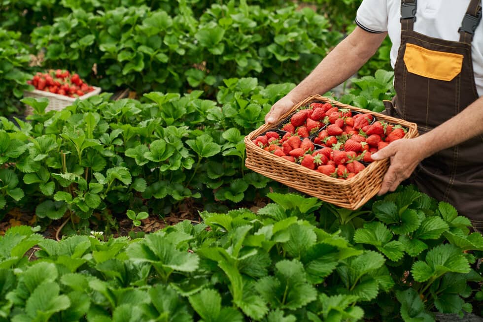 What Is Horticulture? Understanding Horticulture Jobs, Sponsorship And Visa Pathways In Australia What Is Horticulture